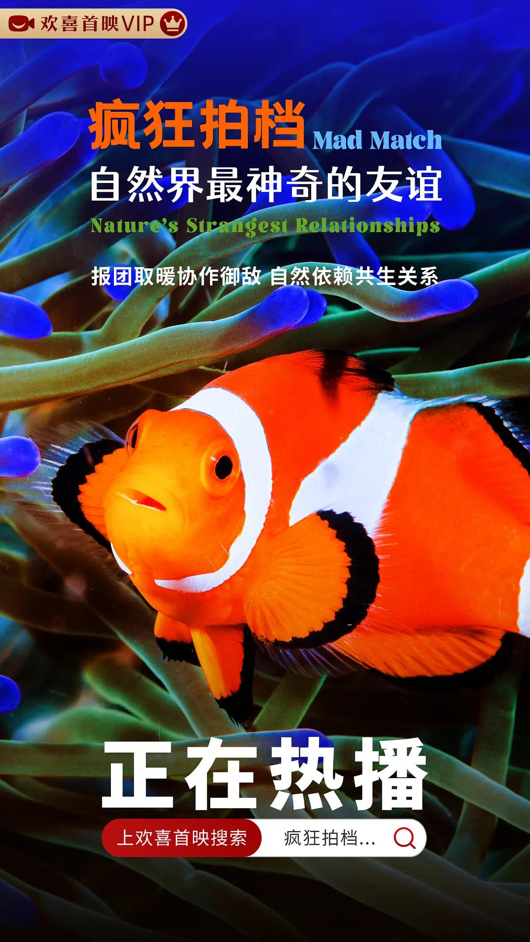 疯狂拍档:自然界最神奇的友谊