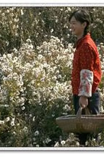 山菊