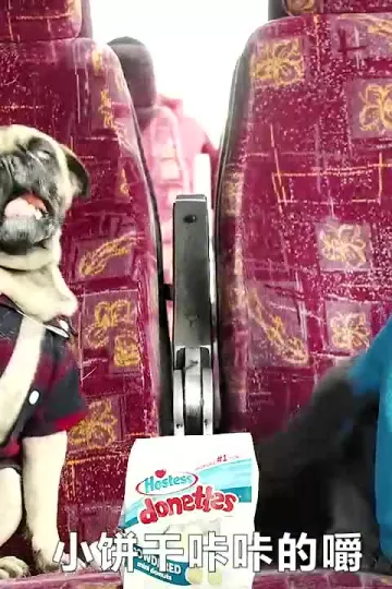 猫狗旅行记