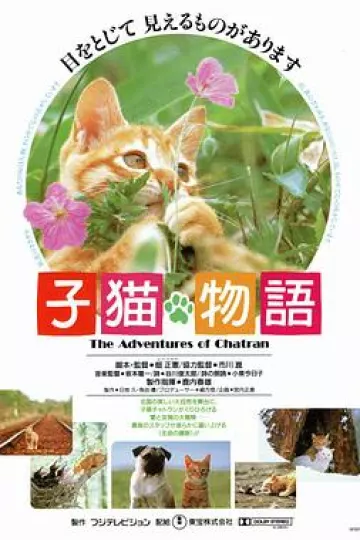 小猫的故事