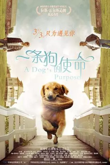 一条狗的使命[贤哥解说]