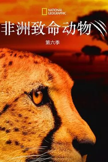 非洲致命动物第六季
