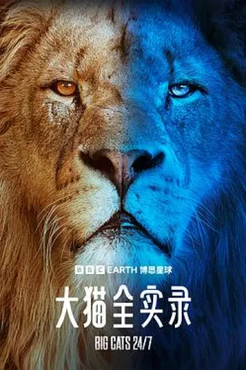 大猫全实录
