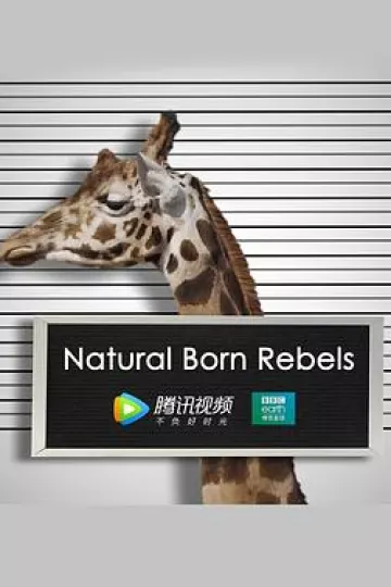 你这个坏怂