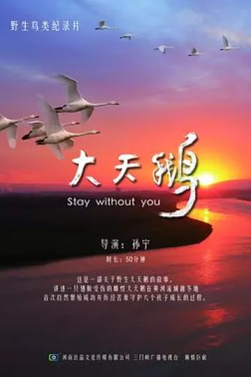 大天鹅