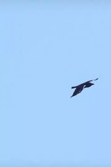 乌鸦:天空的流氓