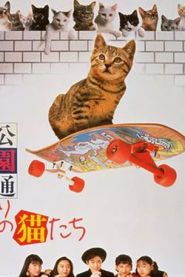 公园路的猫们