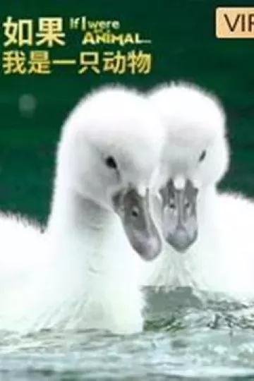 如果我是一只动物