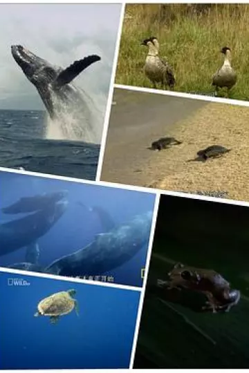 野性夏威夷