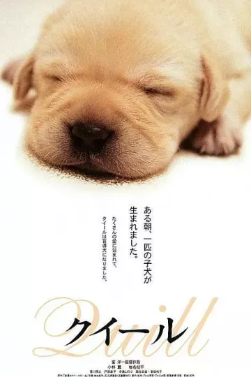 导盲犬小Q