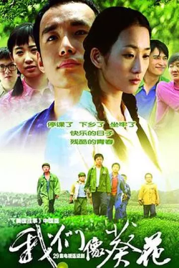 我们像葵花