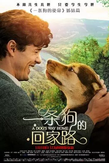 一条狗的回家路[电影解说]